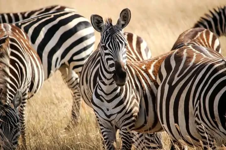 7-Day Kenya & Tanzania Safari